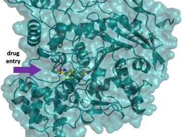 A team of scientists may have discovered a new family of antidotes for certain poisons that can mitigate their effects more efficiently compared with existing remedies. Credit: Andrey Kovalevsky/Oak Ridge National Laboratory, U.S. Dept. of Energy