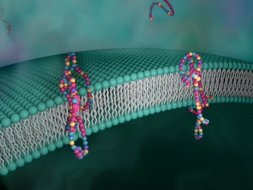 Scientists created a novel polymer that is as effective as natural proteins in transporting protons through a membrane. Credit: ORNL/Jill Hemman