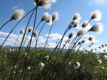 Eriophorum vaginatum flourishes in the tundra biome 