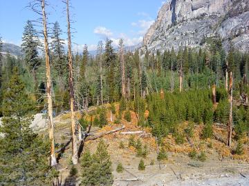 Pine trees in the Tuolumne Valley of Yosemite National Park show the effects of drought and fire. Credit: Anthony Walker/Oak Ridge National Laboratory, U.S. Dept. of Energy 