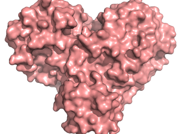 The protease protein is both shaped like a heart and functions as one, allowing the virus replicate and spread. Inhibiting the protease would block virus reproduction. Credit: Andrey Kovalevsky/ORNL, U.S. Dept. of Energy