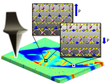 Piezoresponse force microscopy detects the co-existence of multiple polarization states in van-der-Waals layered CuInP2S6. Depending on the location of the Cu atoms (blue spheres), the piezoelectric properties of the material can be tuned. 