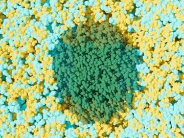 An organic solvent and water separate and form nanoclusters on the hydrophobic and hydrophilic sections of plant material, driving the efficient deconstruction of biomass. Credit: Michelle Lehman/ORNL, U.S. Dept. of Energy