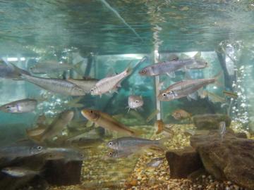 aquatic ecology lab