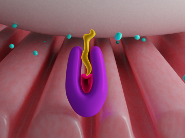 Enzyme activity during organophosphate poisoning