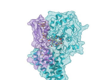 A structural model of HgcA, shown in cyan, and HgcB, shown in purple, were created using metagenomic techniques to better understand the transformation of mercury into its toxic form, methylmercury. Photo credit: Connor Cooper/ORNL, U.S. Dept of Energy