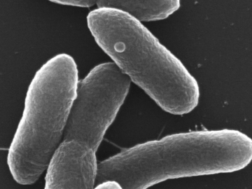 ORNL scientists have optimized the Pseudomonas putida bacterium to digest five of the most abundant components of lignocellulosic biomass simultaneously, supporting a highly efficient conversion process to create renewable fuels and chemicals from plants. Credit: Alli Werner/NREL,U.S. Dept of Energy