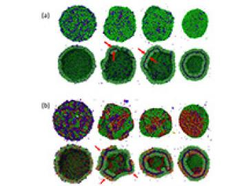 Controlling the Formation of Double Membrane Vesicles