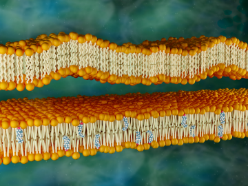 Schematic showing cholesterol stiffening DOPC membranes, making them flatter and thicker. Credit: Jill Hemman/ORNL, U.S. Dept. of Energy