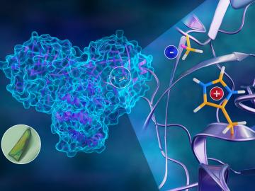 The first neutron structure of the SARS-CoV-2 main protease enzyme revealed unexpected electrical charges in the amino acids cysteine (negative) and histidine (positive), providing key data about the virus’s replication. Credit: Jill Hemman/ORNL, U.S. Dept. of Energy