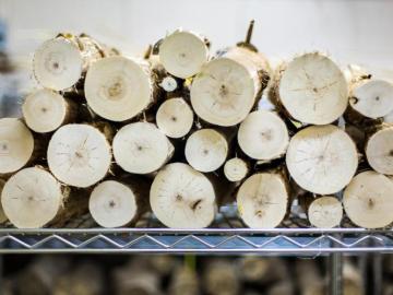 stacked poplar logs