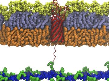 ORNL assisted in investigating proteins called porins, one shown in red, which are found in the protective outer membrane of certain disease-causing bacteria and tether the membrane to the cell wall. Credit: Hyea (Sunny) Hwang/Georgia Tech and ORNL, U.S. Dept. of Energy