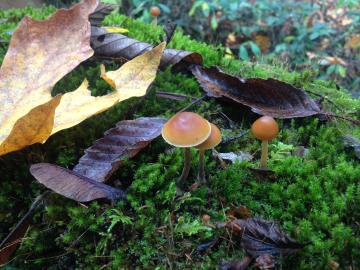 Fungi use signaling molecules called LCOs to communicate with each other and to regulate growth. Credit: Jessy Labbe/Oak Ridge National Laboratory, U.S. Dept. of Energy