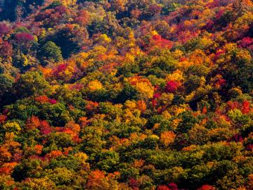 Diverse evidence shows that plants and soil will likely capture and hold more carbon in response to increasing levels of carbon dioxide in the atmosphere, according to an analysis published by an international research team led by Oak Ridge National Laboratory.