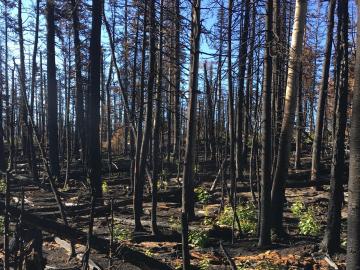 Saplings in an aspen grove recovering from wildfire have more fungal pathogens in their leaves than the original trees. Credit: Chris Schadt/ORNL, U.S. Dept. of Energy