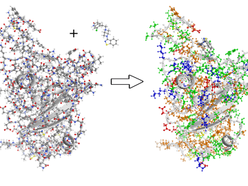 ORNL has modeled the spike protein that binds the novel coronavirus to a human cell for better understanding of the dynamics of COVID-19. Credit: Stephan Irle/ORNL, U.S. Dept. of Energy