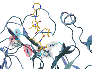 Neutron scattering experiments show electric charges, shown in red, blue and grey, in the SARS-CoV-2 main protease site where telaprevir binds to the structure. The experiments provide critical data for the design of small-molecule drugs to treat COVID-19. Credit: Jill Hemman and Michelle Lehman/ORNL, U.S. Dept. of Energy