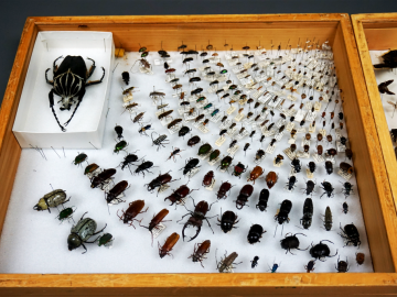 Bug Zoo