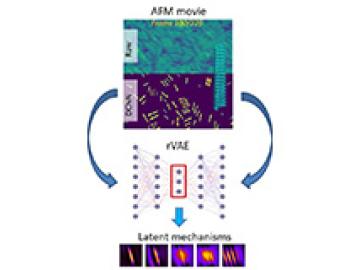 Exploring Protein Self-Organization with Machine Learning