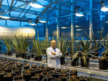 A research team led by ORNL’s Xiaohan Yang used a gene from agave to engineer higher yield, improved stress tolerance and greater carbon sequestration in tobacco plants. Credit: Carlos Jones/ORNL, U.S. Dept. of Energy