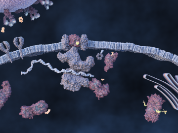 An ORNL-led team comprising researchers from multiple DOE national laboratories is using artificial intelligence and computational screening techniques – in combination with experimental validation – to identify and design five promising drug therapy approaches to target the SARS-CoV-2 virus. Credit: Michelle Lehman/ORNL, U.S. Dept. of Energy