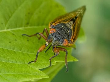 This spring, Brood X cicadas emerged from the ground after 17 years burrowed and swarmed across the eastern United States, leaving a trail of exoskeletons and echoes of mating calls. Cicadas emerge in such large quantities to withstand predation and successfully maintain their populations, and trees actually play a key role in their life cycle. Credit: Carlos Jones/ORNL, U.S. Dept. of Energy