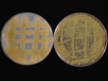 Researchers studying secondary metabolites in the fungus Aspergillus flavus, pictured, found unique mixes of metabolites corresponding to genetically distinct populations. The finding suggests local environmental conditions play a key role in secondary metabolite production, influencing the discovery of drugs and other useful compounds. Credit: Tomás Allen Rush/ORNL, U.S. Dept. of Energy.