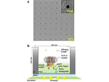 Nano-Enabled Measurement of Single Molecule Protein Binding