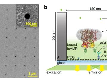 Researchers built optical tools called zero-mode waveguides, illustrated here, used to observe proteins that are implicated in human heart function. Credit: David S. White/University of Wisconsin-Madison