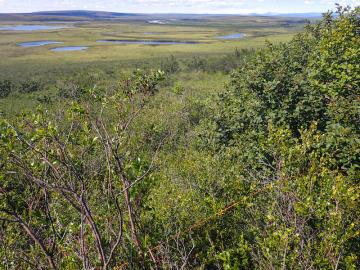 Scientists at Oak Ridge National Laboratory added new plant data to a computer model that simulates Arctic ecosystems, enabling it to better predict how vegetation in rapidly warming northern environments may respond to climate change.