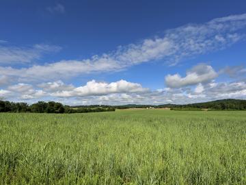 ORNL researchers are examining ways to increase the amount of carbon sequestered in soils by crops such as switchgrass. Credit: Jason Richards/ORNL, U.S. Dept. of Energy