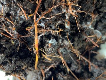 Fine roots from a larch tree peek out from a pile of peat excavated from an experimental warming plot in the SPRUCE experiment in Northern Minnesota. Credit: Colleen Iversen/ORNL, U.S. Dept. of Energy