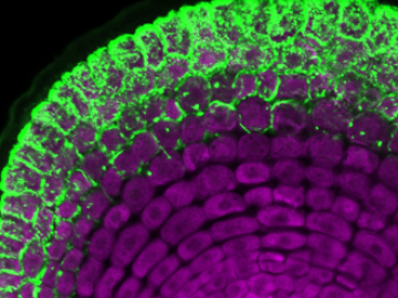 The ectomycorrhizal fungus Laccaria bicolor, shown in green, envelops the roots of a transgenic switchgrass plant. Switchgrass is not known to interact with this type of fungi naturally; the added PtLecRLK1 gene tells the plant to engage the fungus. Credit: ORNL, U.S. Dept. of Energy