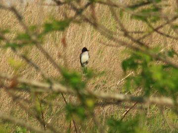 Planting native grasses such as the bioenergy crop switchgrass can restore habitat for birds like this Eastern kingbird. Credit: Chris Lituma/West Virginia University