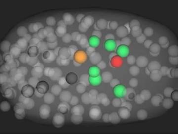 A new process developed by Oak Ridge National Laboratory leverages deep learning techniques to study cell movements in a simulated environment, guided by simple physics rules similar to video-game play. Credit: MSKCC and UTK