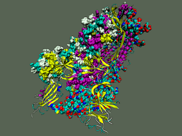 An ORNL-led team studied the SARS-CoV-2 spike protein in the trimer state, shown here, to pinpoint structural transitions that could be disrupted to destabilize the protein and negate its harmful effects. Credit: Debsindhu Bhowmik/ORNL, U.S. Dept. of Energy