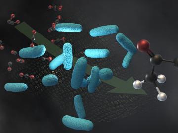 Scientists from LanzaTech, Northwestern University and Oak Ridge National Laboratory engineered a microbe, shown in light blue, to convert molecules of industrial waste gases, such as carbon dioxide and carbon monoxide, into acetone. The same microbe can also make isopropanol. Credit: Andy Sproles/ORNL, U.S. Dept. of Energy