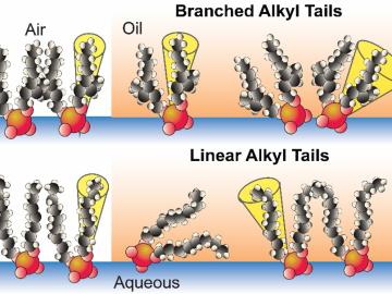 The differences in ordering of extractants with branched or linear alkyl tails at oil/water and air/water interfaces are schematically shown.