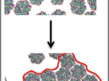 Initial and final stage of self-assembly of CcmK2 proteins