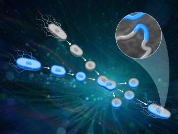 ORNL scientists created a new microbial trait mapping process that improves on classical protoplast fusion techniques to identify the genes that trigger desirable genetic traits like improved biomass processing. Credit: Nathan Armistead/ORNL, U.S. Dept. of Energy. Reprinted with the permission of Oxford University Press, publisher of Nucleic Acids Research