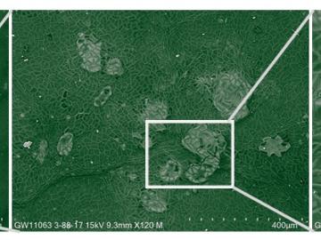 These images show increasing levels of magnification of phytoliths in the leaves of poplar trees, a key biofuel crop, imaged using ORNL’s specialized microscopy-spectroscopy. Credit: Elizabeth Herndon/ORNL, U.S. Dept. of Energy