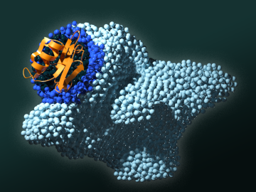 ORNL scientists identified four amino acids key to signaling pathways in the PAN protein domain. Mutating any of those four resulted in disruption of the signal that tells cancer cells to multiply and spread in humans. Credit: Andy Sproles/ORNL, U.S. Dept. of Energy