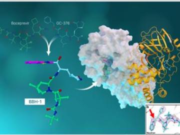 Neutrons Help Design Inhibitors of SARS-CoV-2 Main Protease