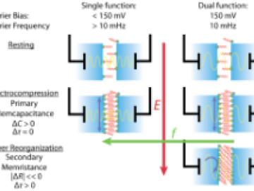 Dynamic Impedance Reveals Multiple Memory Elements in Membrane-Based Memcapacitors 