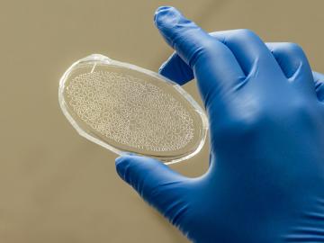 Scientists at ORNL have created a rhizosphere-on-a-chip research platform, a miniaturized environment to study the ecosystem around poplar tree roots for insights into plant health and soil carbon sequestration. Credit: Carlos Jones/ORNL, U.S. Dept. of Energy