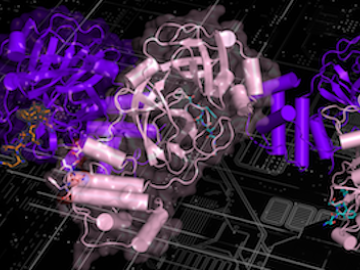 Shown here is the structure of the NEMO protein. A team from ORNL conducted extensive molecular dynamics work on Summit by using both quantum mechanics and machine-learning methods to look at the binding affinity of NEMO and 3CLpro in humans and other species and to consider the structural models derived from the sequences of other coronaviruses. Image courtesy Nature Communications, Dan Jacobson/ORNL.