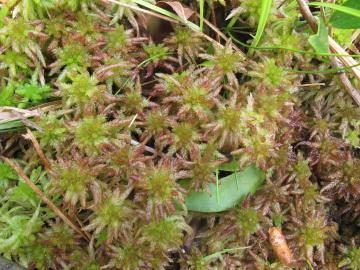 Scientists used genome sequencing and computational biology to tease out the genetic profile of a new moss species, Sphagnum magni, typically found in the southeastern United States. Credit: Blanka Aguero, Duke University