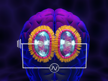 A pure lipid membrane formed using lipid-coated water droplets exhibits long-term potentiation, or LTP, associated with learning and memory, emulating hippocampal LTP observed in the brains of mammals and birds. Credit: Jill Hemman/ORNL, U.S. Dept. of Energy