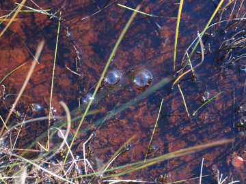 Iron content gives a reddish hue to an area of ponded water in the Arctic permafrost. ORNL scientists are exploring the importance of the iron cycle on how greenhouse gases are released from thawing Arctic soils. Credit: David Graham/ORNL, U.S. Dept. of Energy