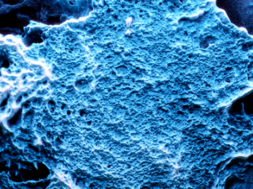 Field emission scanning electron microscopy reveals the microstructure of the porous activated carbon that can confine hydrogen at the nanoscale. Credit: Joaquin Silvestre-Albero